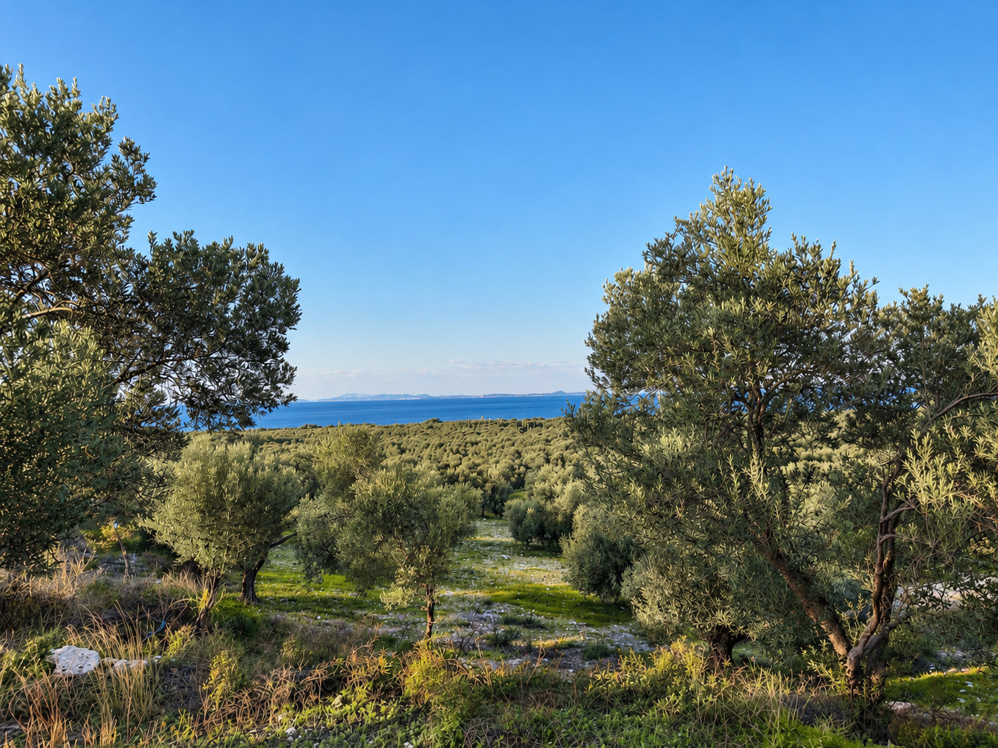 Gülpınar zeytin ağaçları ve deniz manzarası