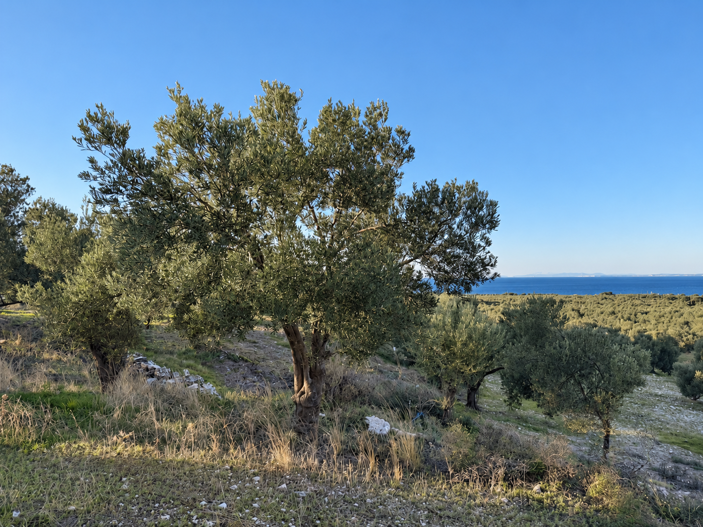 Zeytin ağaçları ve deniz