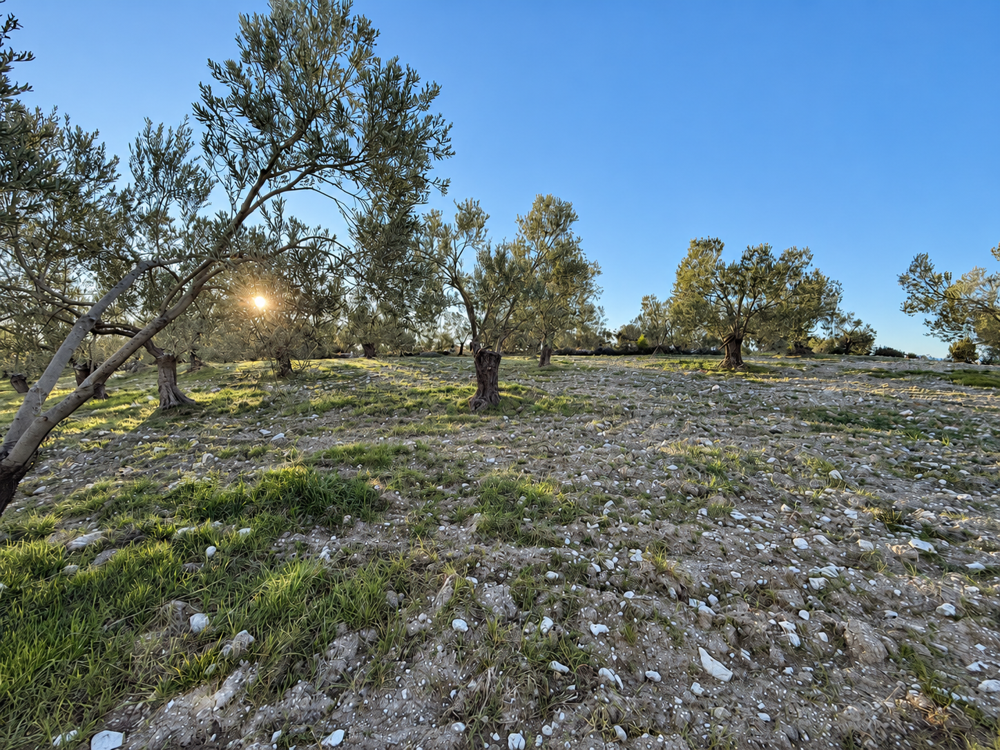Zeytin ağaçları arasında gün ışığı
